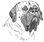 Buck-Bust-Large.jpg (24952 bytes)