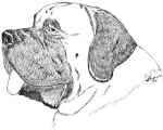 Buck-LabelHead.jpg (47414 bytes)