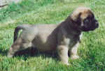 Pups13.jpg (60816 bytes)