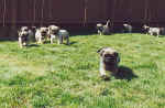 Pups19.jpg (56209 bytes)