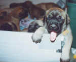 Pups2.jpg (41899 bytes)